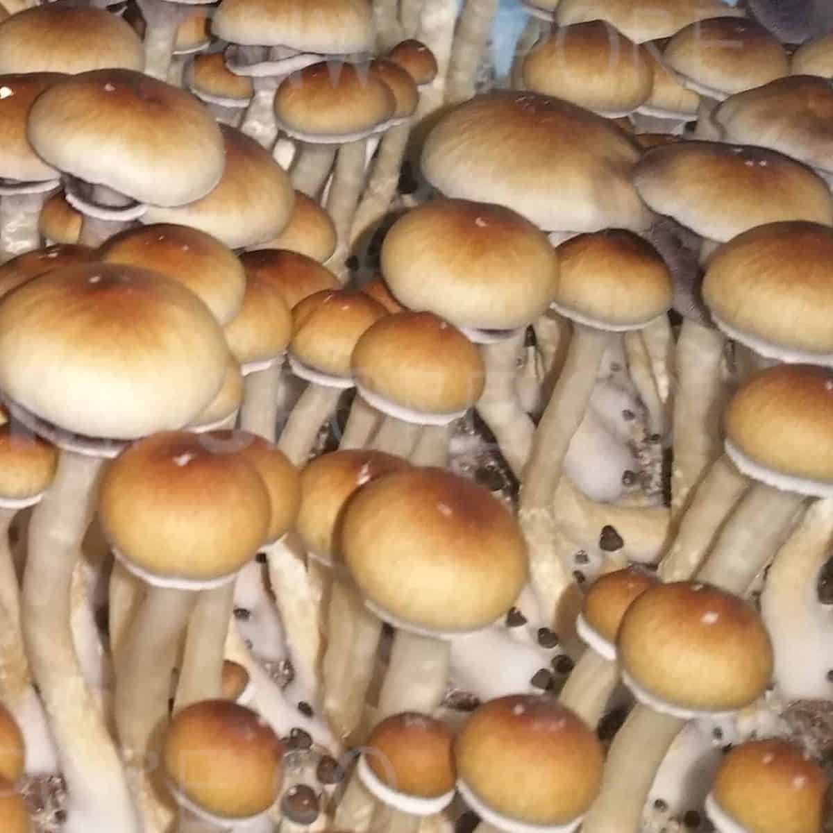Acadian Coast Mushroom 1