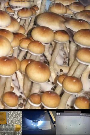 Acadian Coast Mushroom