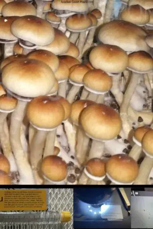 Acadian Coast Mushroom