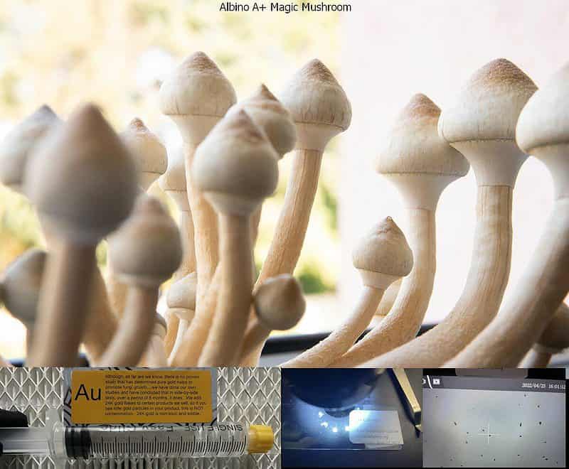 Albino A Magic Mushroom 1
