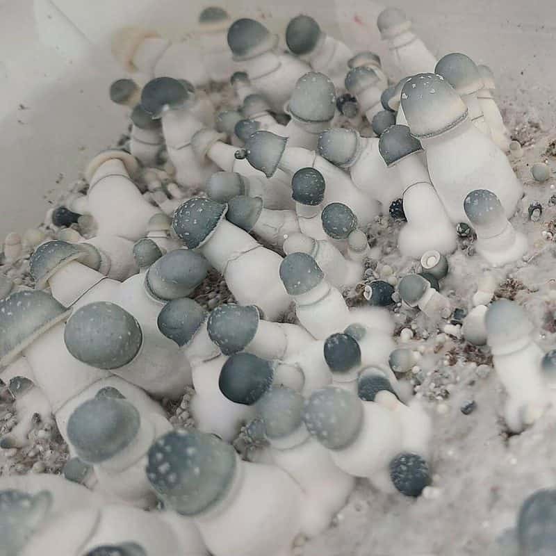 Albino Penis Envy Magic Mushroom APE 1