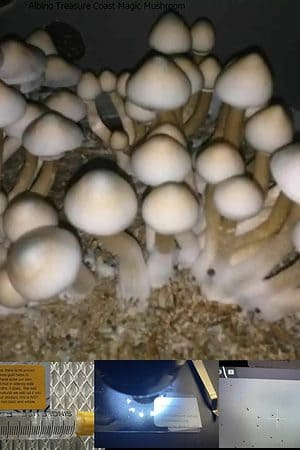 Albino Treasure Coast Magic Mushroom 1