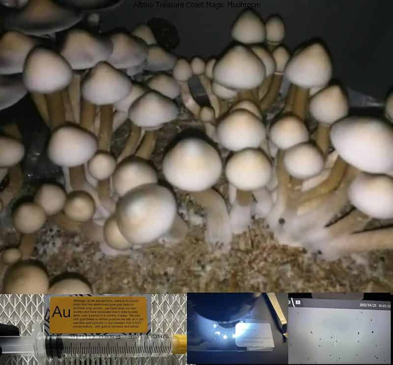 Albino Treasure Coast Magic Mushroom 1