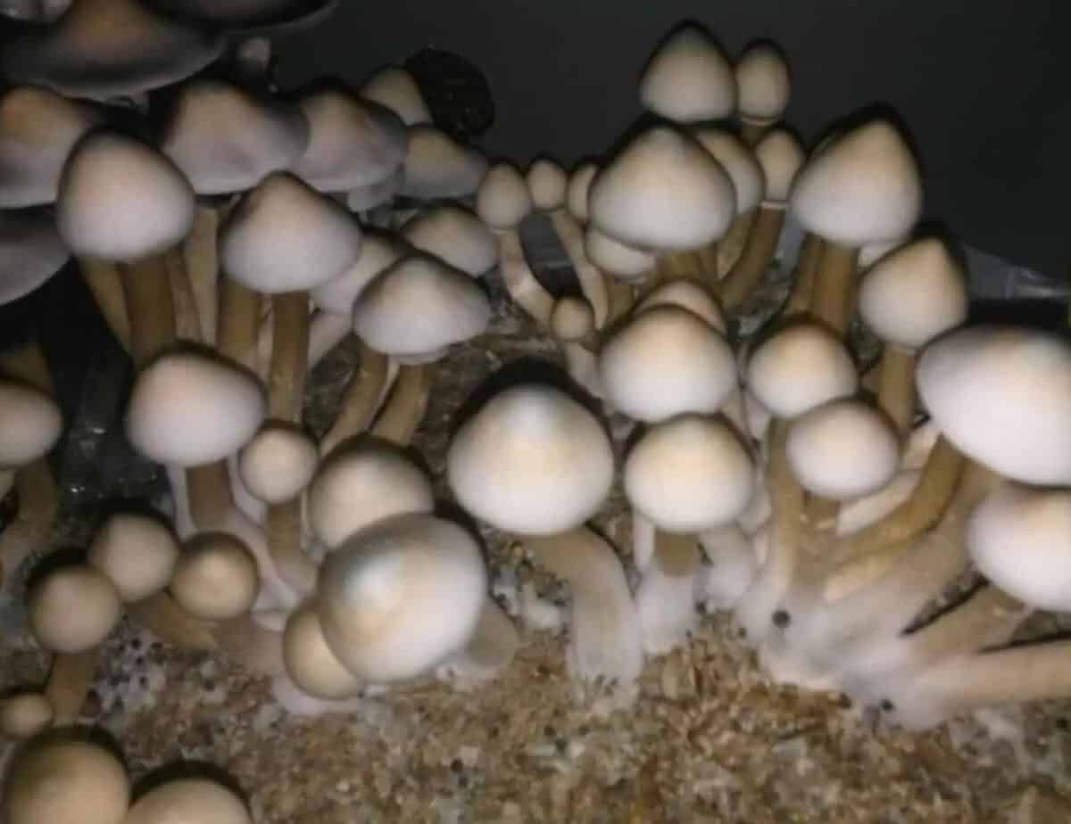 Albino Treasure Coast Magic Mushroom