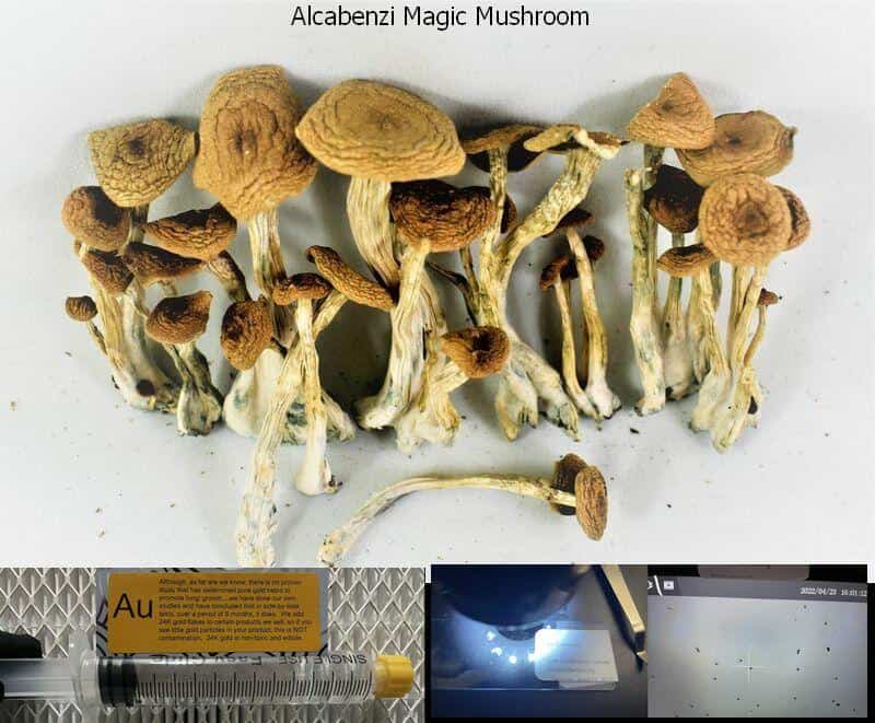 Alcabenzi Magic Mushroom
