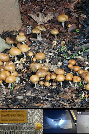 Allen Strain magic mushroom 2