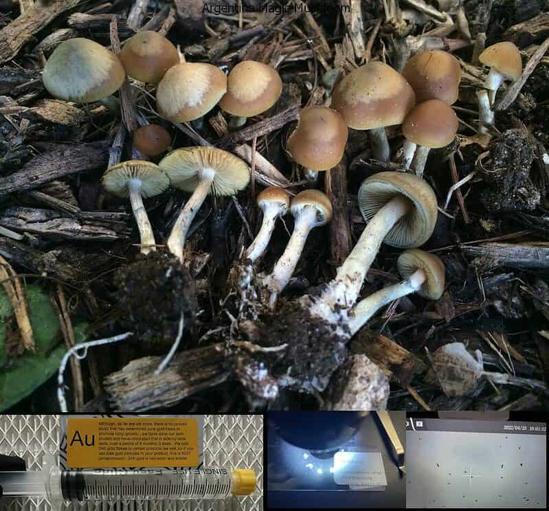 Argentina Magic Mushroom