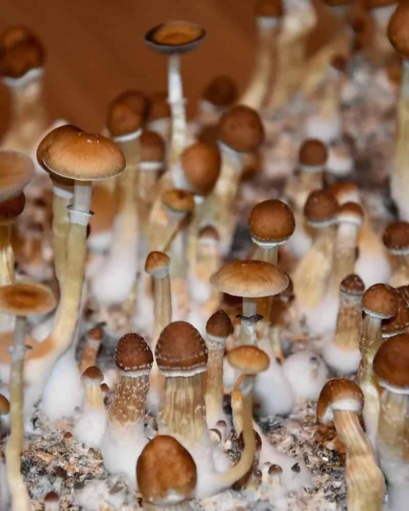 Australian Magic Mushroom 1