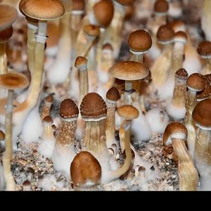Australian Magic Mushroom