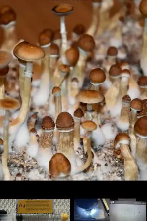 Australian Magic Mushroom