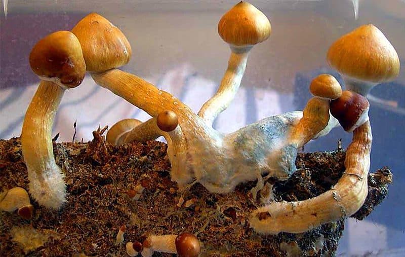 Ban Hua Thanon magic mushroom 1