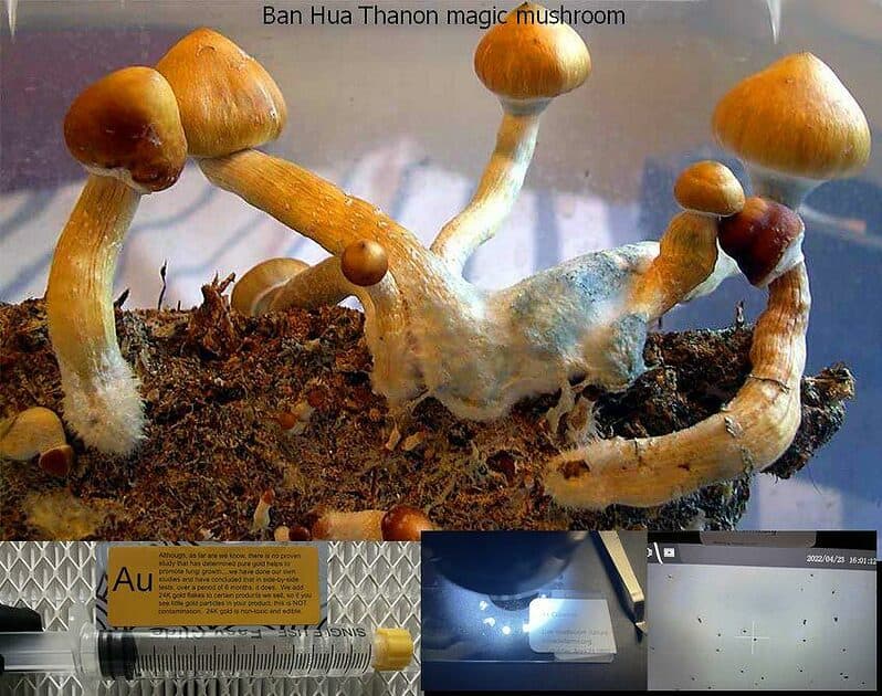 Ban Hua Thanon magic mushroom