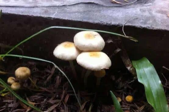 Ban Thurian magic mushroom 1