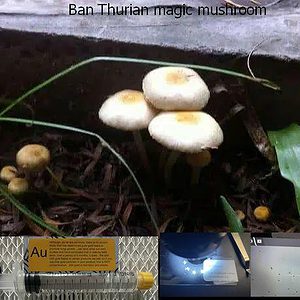 Ban Thurian magic mushroom