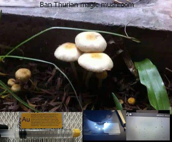 Ban Thurian magic mushroom