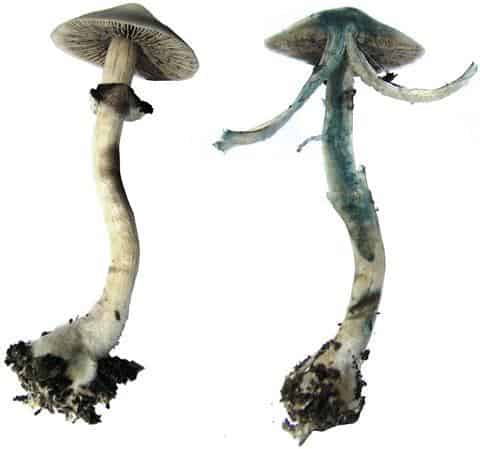 Blue Meanies magic mushroom 1