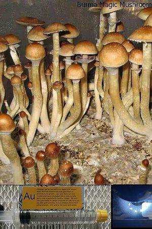 Burma Magic Mushroom