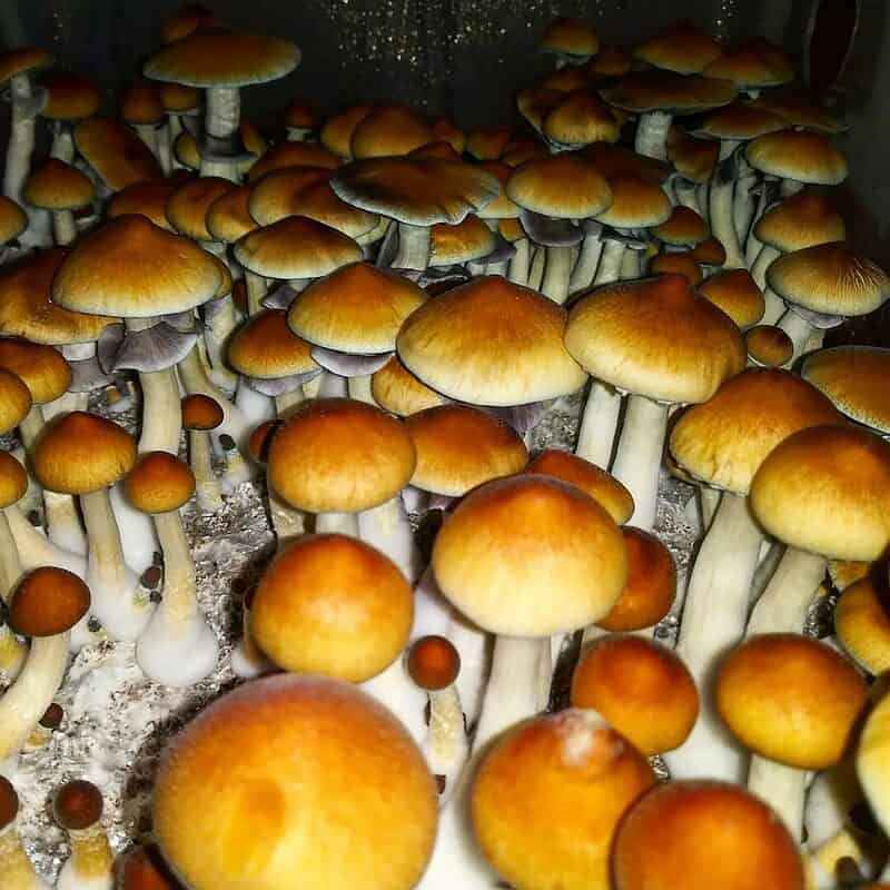 Cambodian Magic Mushroom 1