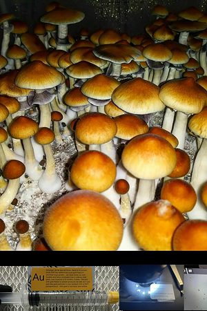 Cambodian Magic Mushroom