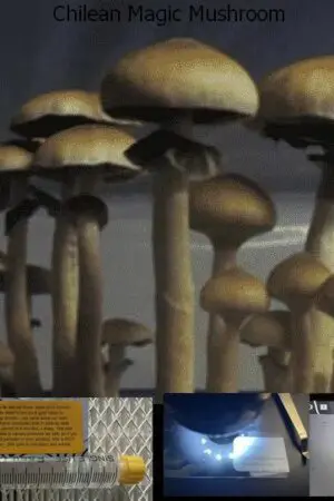 Chilean Magic Mushroom 2