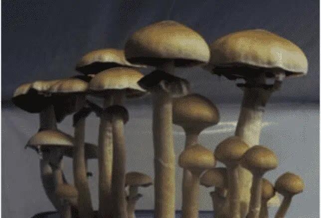 Chilean Magic Mushroom 3