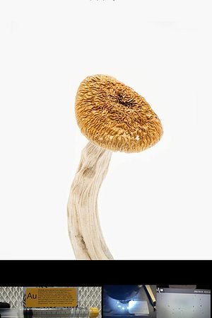 Chitwan (Nepal) Magic Mushroom