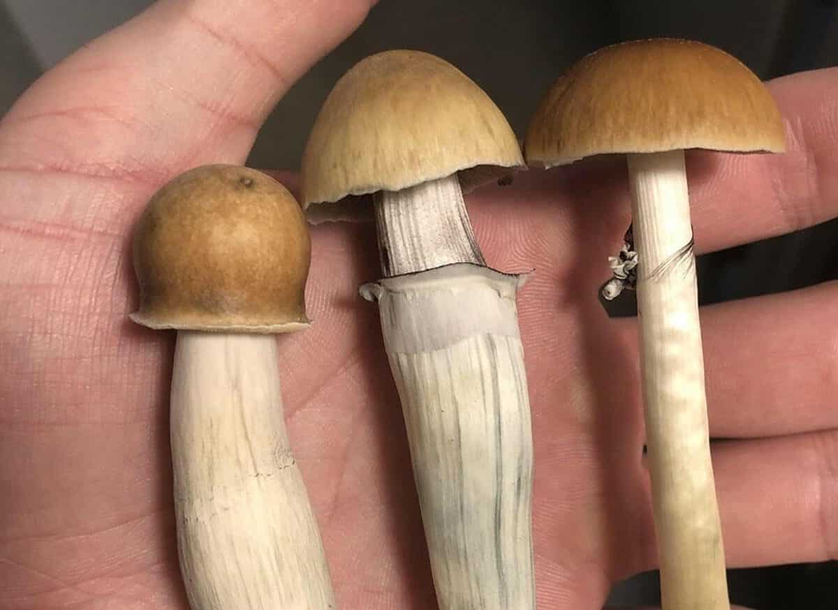 Colorado Magic Mushroom 1