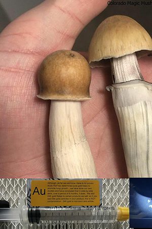 Colorado Magic Mushroom