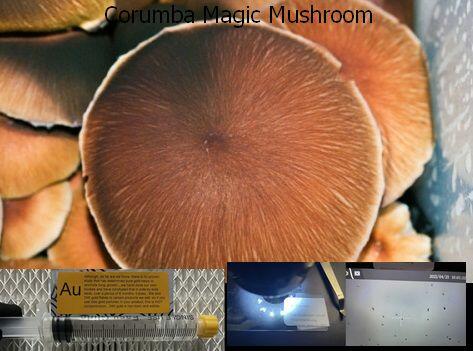 Corumba Magic Mushroom