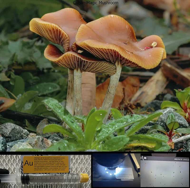 Cuban Magic Mushroom