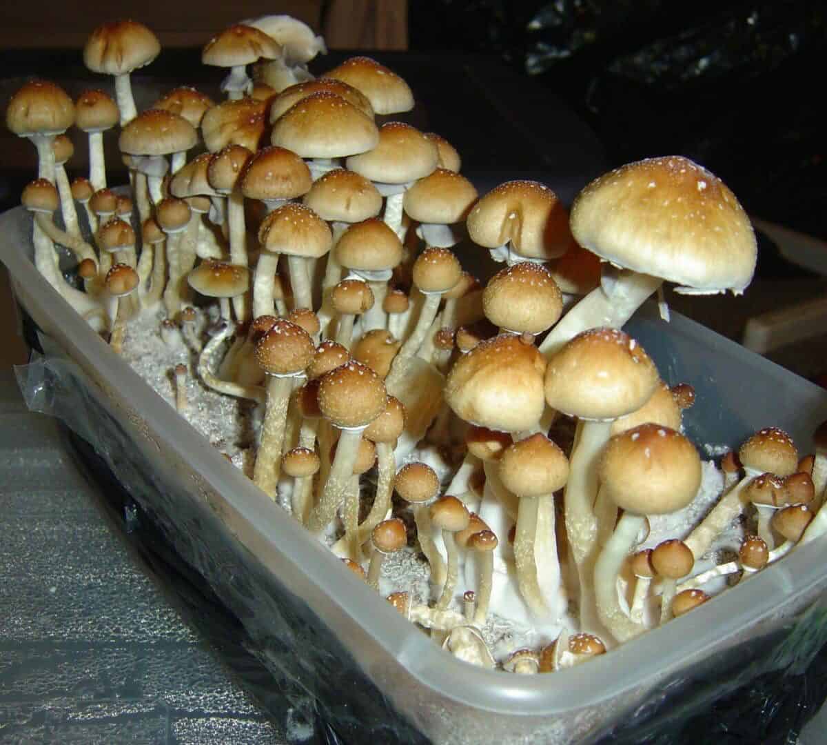 Dixieland Magic Mushroom 1