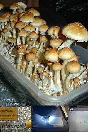 Dixieland Magic Mushroom