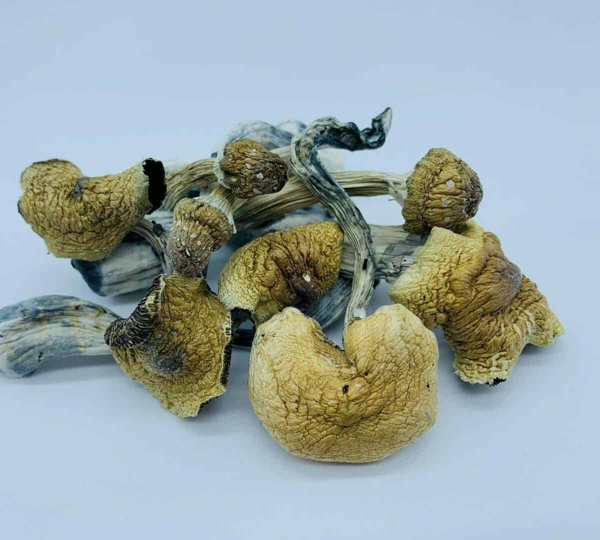 Ecuador Magic Mushroom 1
