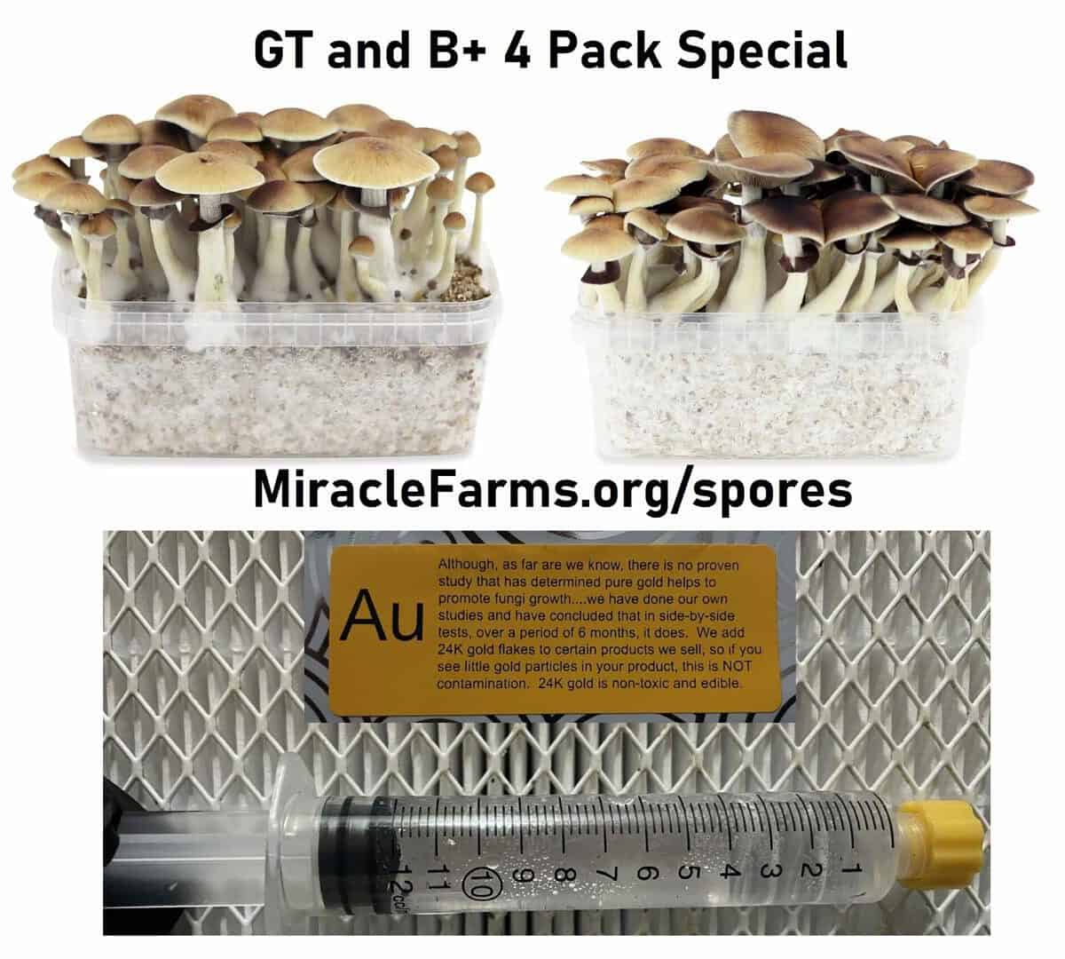 GT and B spore syringe 4 pack special 2