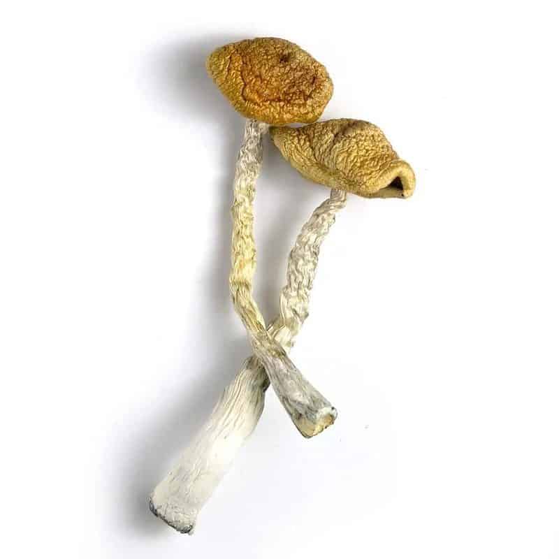Golden Emperor Magic Mushroom 1