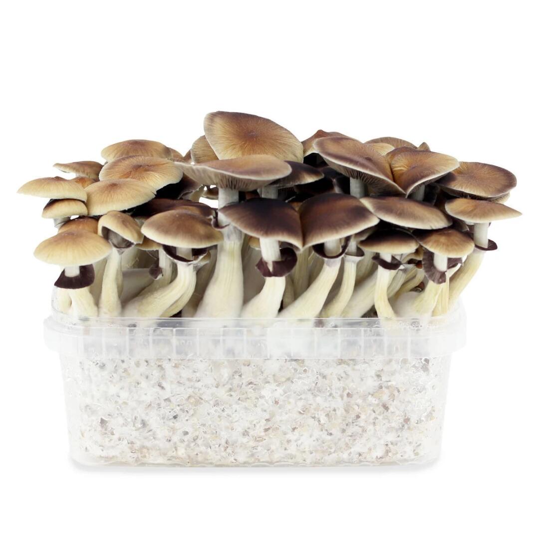 Golden Teacher is a big eautiful and compact cubensis that impresses with excellent yields.