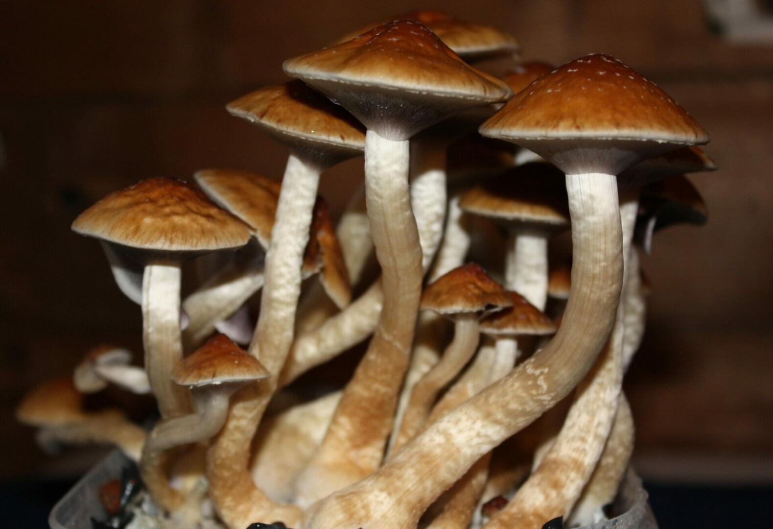 Golden Teacher mushroom spores for sale usa 2 scaled