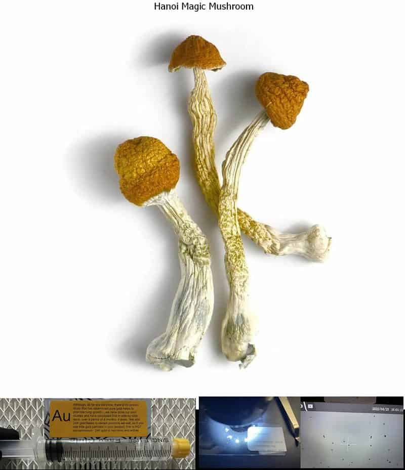 Hanoi Magic Mushroom spore syringe