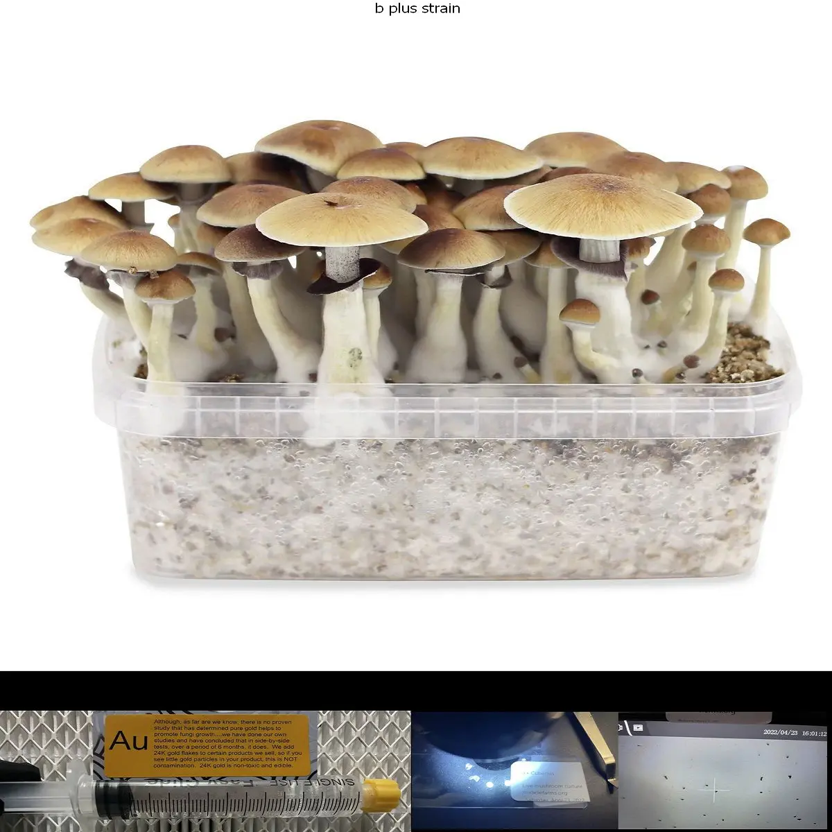 This is our Happy version of our gourmet mushroom site, MiracleFarms.org, and as our URL implies, we sell Golden Teacher mushroom spores, spore swabs, and spore prints along with over 100 other cubensis strains. We have been in business since 2005 and although we grow over 100 gourmet stains in our Florida-based lab/farm, we source all our psychedelic and cubensis spores from two well established distributors based in Amsterdam, Netherlands. We pride ourselves on always providing high-quality, contaminate-free spore syringes, spore swabs, and spore prints. All our products are produced in our clean room, in front of a laminar flow hood, and in full PPE. We use high-quality materials in all our products and every order is sealed in a discrete, tamperproof holographic mylar container (see products photos). Our spore syringes, swabs, and prints are no older than 60 days and are close to contaminate-free as we can make them. No compony can claim 100% contamination free, especially when dealing with spores, however with almost two decades of experience, we now come pretty close.