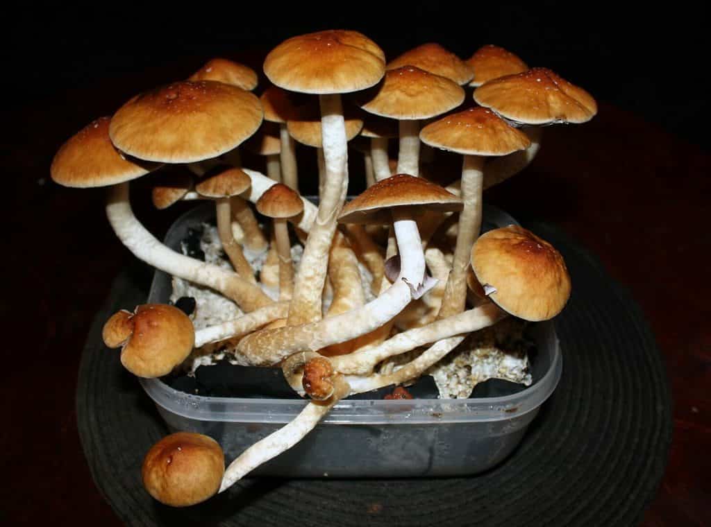 Golden Teacher (short form GT Mushroom) is a popular cultivated strain of Psilocybe cubensis, one of the world’s best-known hallucinogenic mushrooms. The name reflects the light brown, yellowish, gold top caps of this strain (wild P. cubensis is usually a little darker) and also the insight many users report receiving.