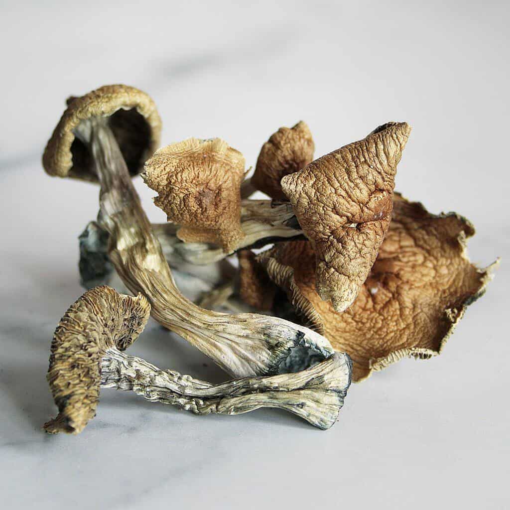 Golden Teacher (short form GT Mushroom) is a popular cultivated strain of Psilocybe cubensis, one of the world’s best-known hallucinogenic mushrooms. The name reflects the light brown, yellowish, gold top caps of this strain (wild P. cubensis is usually a little darker) and also the insight many users report receiving.