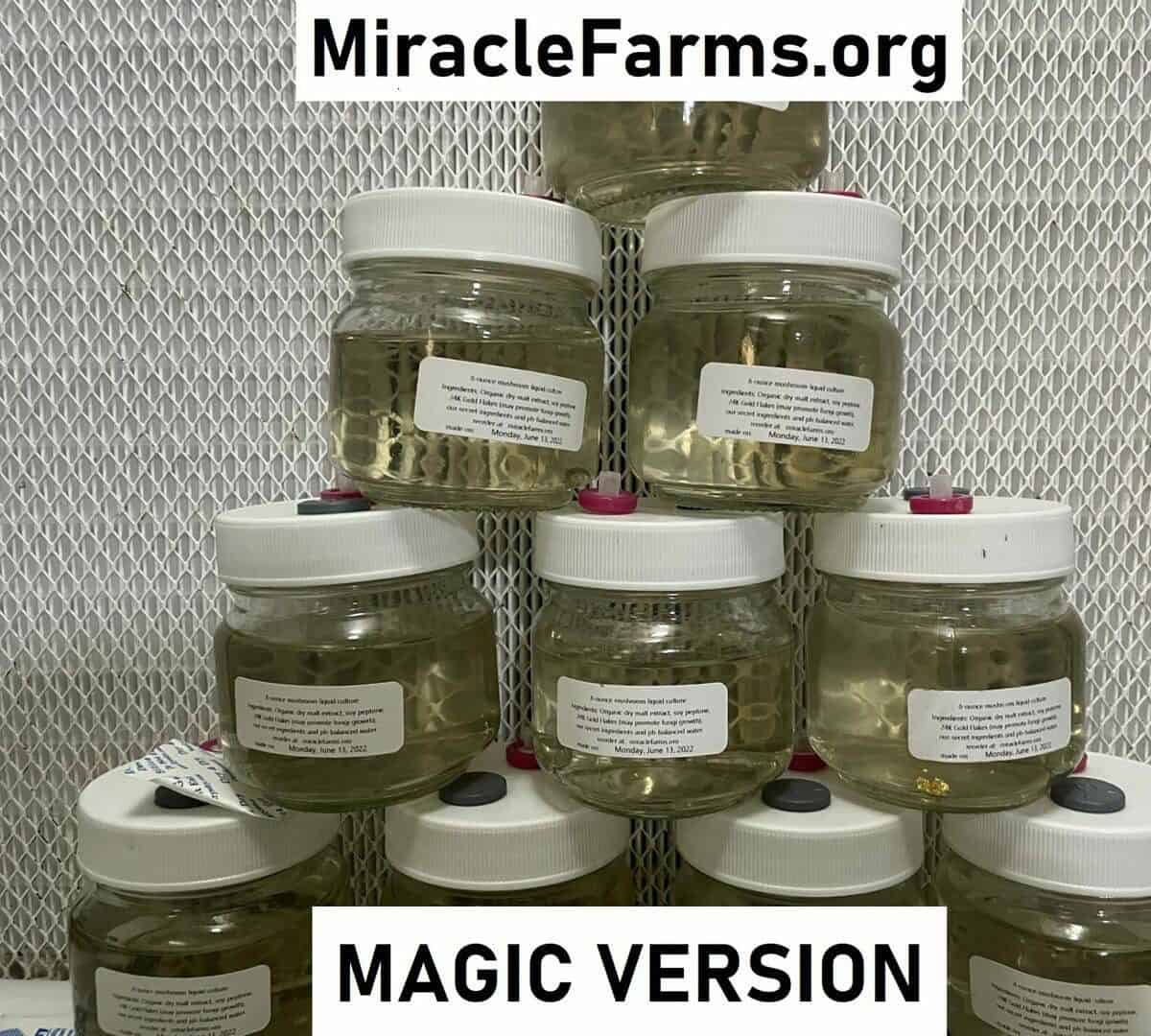 8oz Liquid Mushroom Culture jars with 24K gold infused nutrient broth designed specifically for cubes or magic mushroom strains made by hand sold only at miracle farms dot org IMG 2675