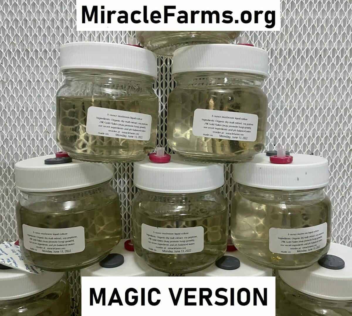 8oz Liquid Mushroom Culture jars with 24K gold infused nutrient broth designed specifically for cubes or magic mushroom strains made by hand sold only at miracle farms dot org IMG 2677