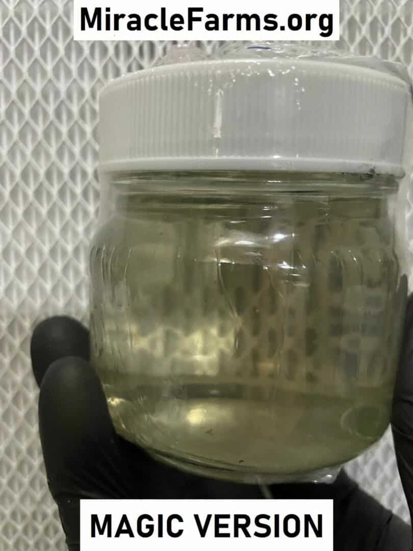 24K Gold infused, 8 oz CLEAR mushroom liquid culture jars, Magic Version 2.0!