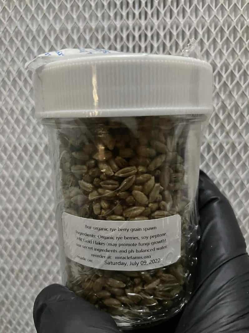 8oz organic rye berry grain spawn jar 24K Gold Magic Mushroom Version 14