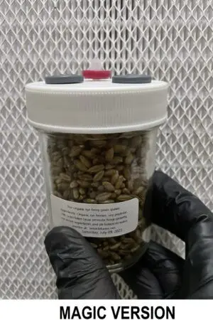 Our 8oz organic rye berry grain spawn jars are a quick and easy way to start your next bulk grow. Rye berries are extremely high in nitrogen and release their nutrients slowly. This is why people have been using rye for over 50 years to grow mushrooms of all types! Our organic rye is nutrient-enriched with soy peptone, 2 secret ingredients, and gypsum plus other PH adjusters to give you a fast colonizing jar from spores, agar, or liquid culture. Each jar contains 8 ounces of nutrient-enriched organic rye berries and mineral water fortified with gypsum/Calcium Phosphate to enhance spore germination plus 2 secret ingredients designed specifically for Magic Mushrooms. Every jar has a high-quality, autoclavable plastic lid with a removable silicone gasket. Each jar has 2 large self-healing injection ports and a lab-quality 13mm / .22 un syringe filter. 24K Gold Flakes are added to help promote fungi growth! Each Jar is pressure sterilized at 15 psi for 120 minutes and guaranteed to arrive contaminate-free! Every part of our product is autoclavable and reusable.