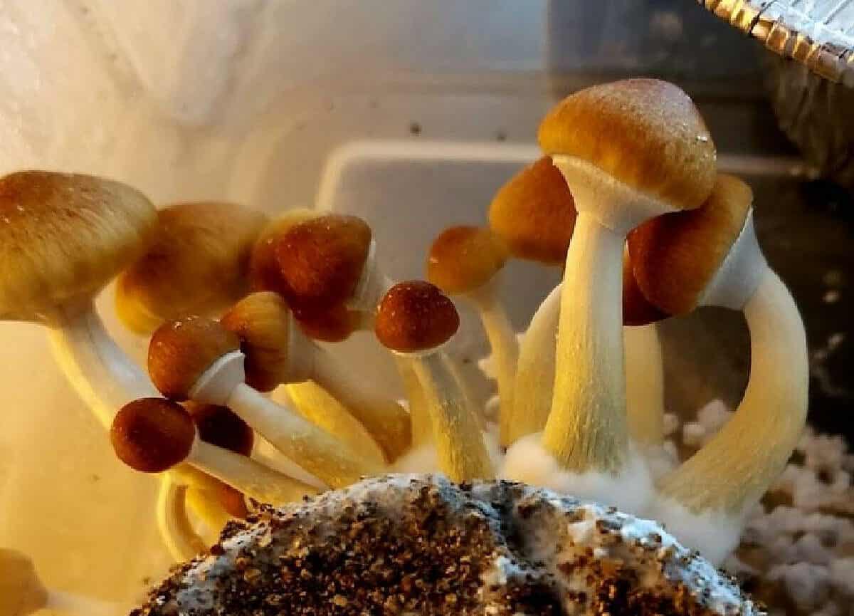 Ajax Magic Mushroom