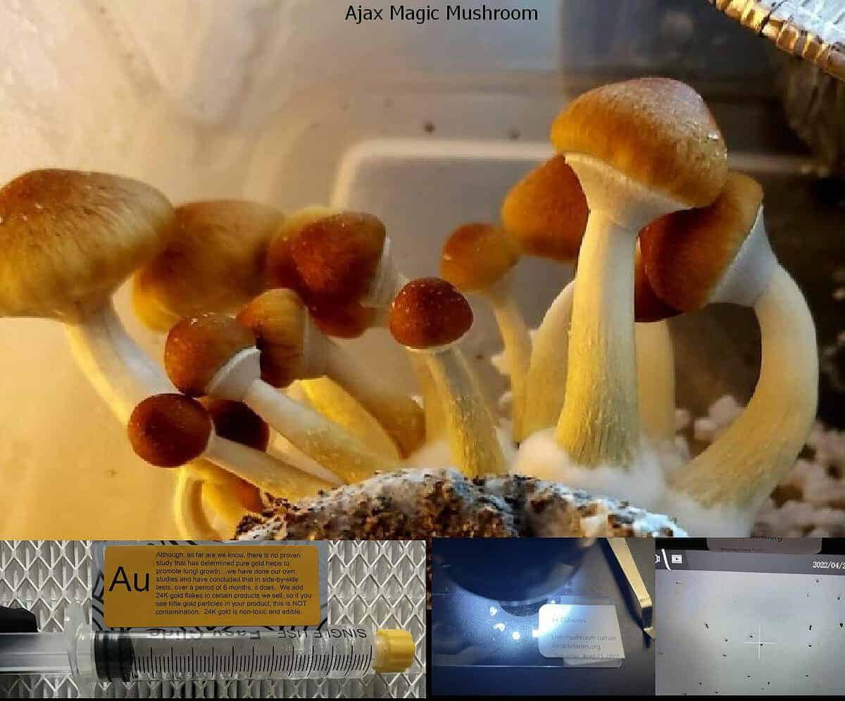 Ajax Magic Mushroom spore syringe