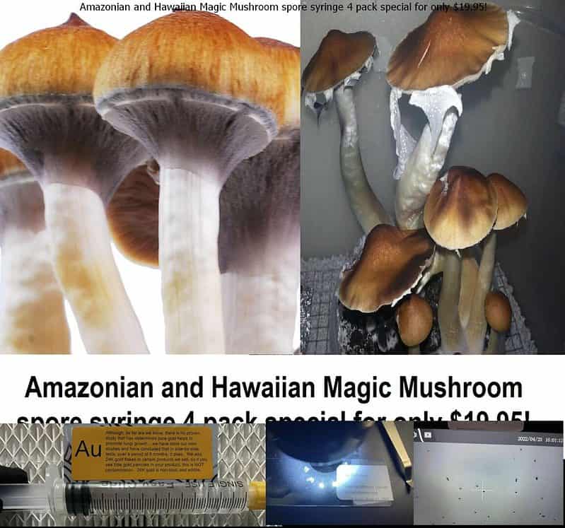 Amazonian and Hawaiian Magic Mushroom spore syringe 4 pack special for only 19.95 spore syringe