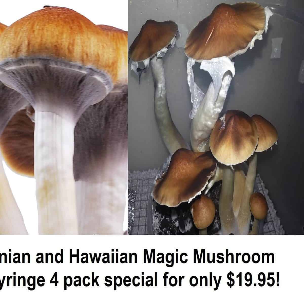 Amazonian and Hawaiian Magic Mushroom spore syringe 4 pack special for only 19.95